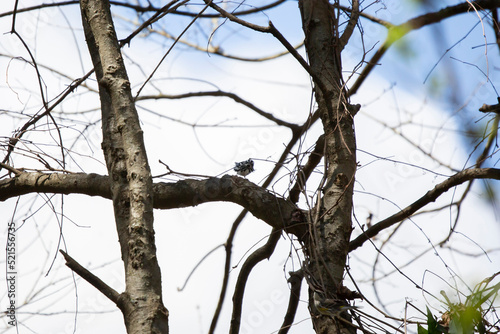 Black and White Warbler