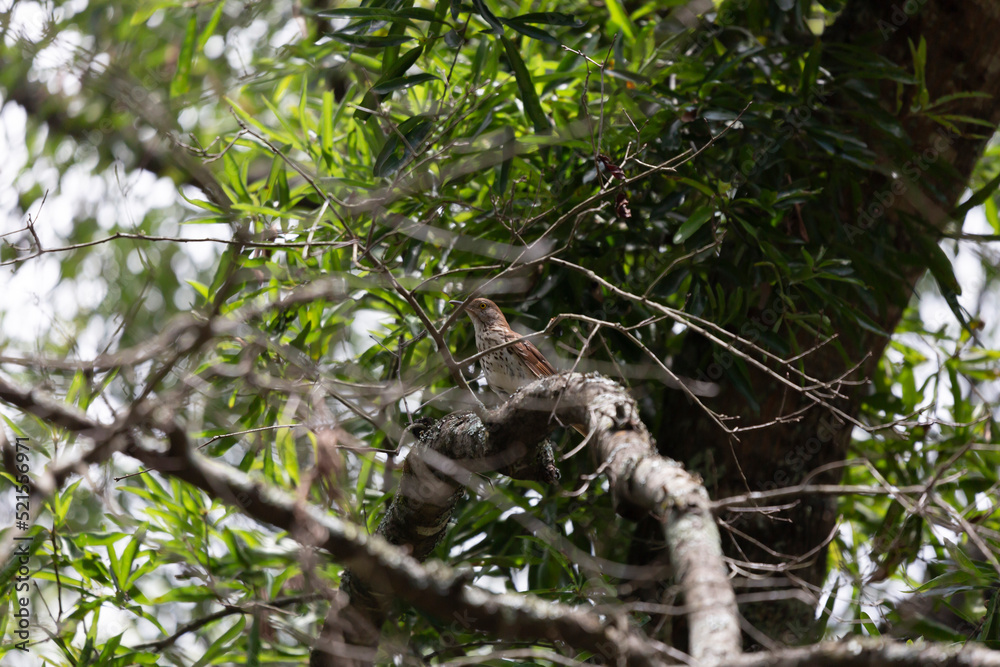 Cautious Brown Thrasher Cautious Brown Thrasher