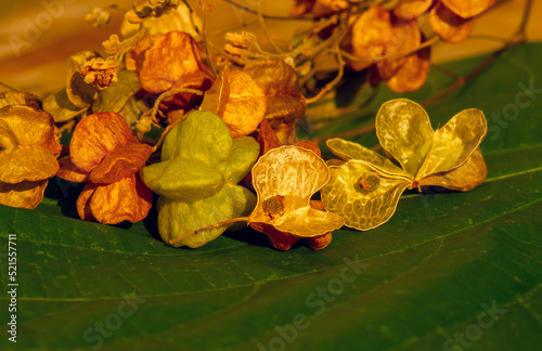 Tahongai, guest tree (Kleinhovia hospita), known as Timoho (Java, Indonesia) flowers young and old seeds. photo