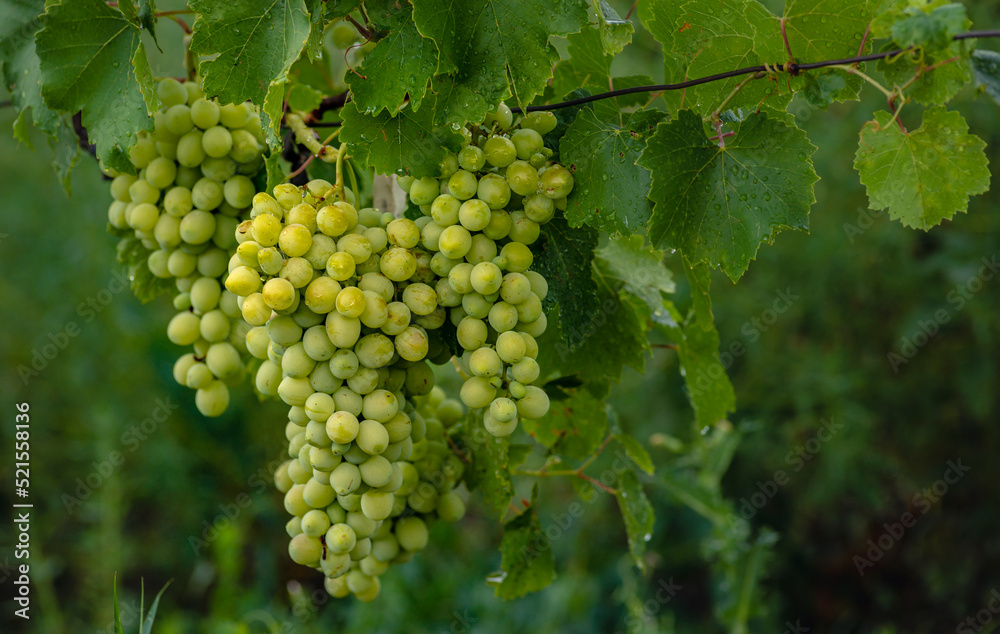 Beautiful grapes leaves in a vineyard, garden. white background, summer. sunny day. green grapes unripe, metal, copy space Fresh Fruit Brunch