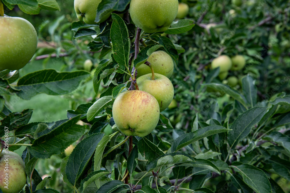 apples on tree