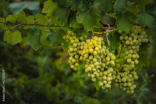 Wallpaper Mural Beautiful grapes leaves in a vineyard, garden. white background, summer. sunny day. green grapes unripe, metal, copy space Fresh Fruit Brunch Torontodigital.ca
