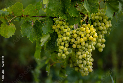 Wallpaper Mural Beautiful grapes leaves in a vineyard, garden. white background, summer. sunny day. green grapes unripe, metal, copy space Fresh Fruit Brunch Torontodigital.ca