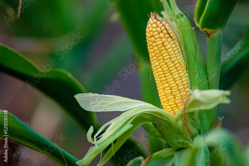 Fototapeta Naklejka Na Ścianę i Meble -  A selective focus picture of corn cob in organic corn field. The corn or Maize is bright green in the corn field. Waiting for harvest.stalk