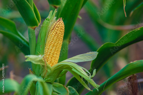 A selective focus picture of corn cob in organic corn field. The corn or Maize is bright green in the corn field. Waiting for harvest.stalk