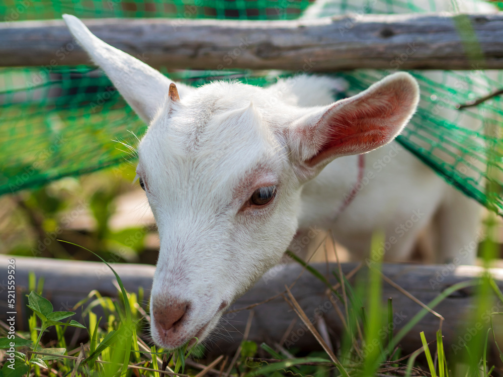 Fototapeta premium 柵から顔を出して草を食べる白い子やぎ