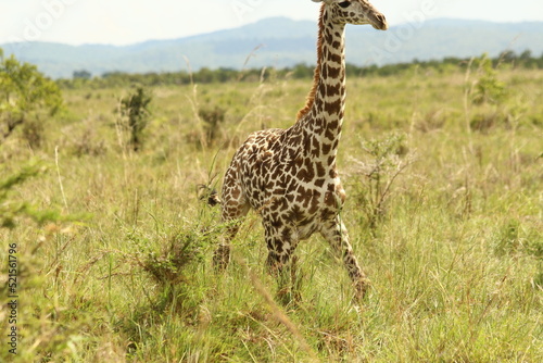 Giraffes in Tanzania