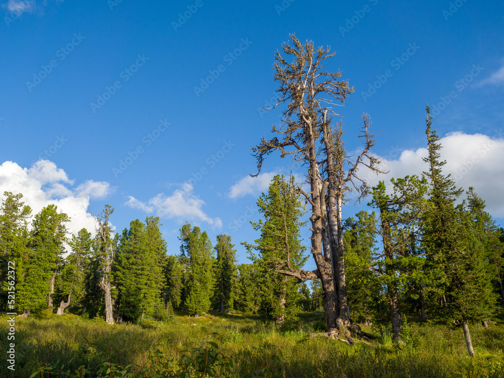 Cedars in coniferous wild forests. Wildlife. Taiga in the Ergaki Nature Park. Cedars in coniferous wild forests. Wildlife. Taiga in the Ergaki Nature Park.