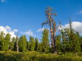 Cedars in coniferous wild forests. Wildlife. Taiga in the Ergaki Nature Park.
