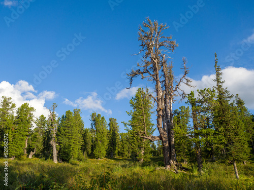 Cedars in coniferous wild forests. Wildlife. Taiga in the Ergaki Nature Park.