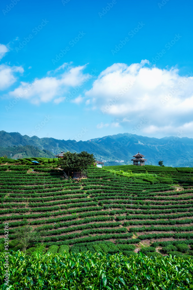 Sanjiang Buyang Xianren Ecological Tea Mountain Tea Field
