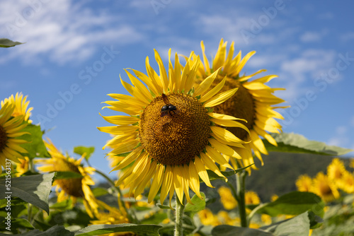 Bee has been on sunflower in DAINAKA Green Farm
