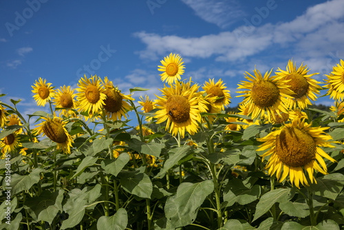 Sunflowers in DAINAKA Green Farm - Part2