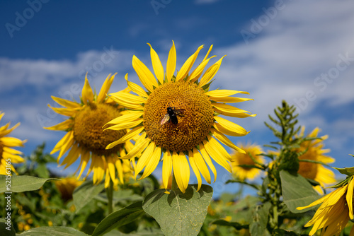 Bee has been on sunflower in DAINAKA Green Farm - Part4