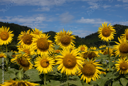 Sunflowers in DAINAKA Green Farm - Part4