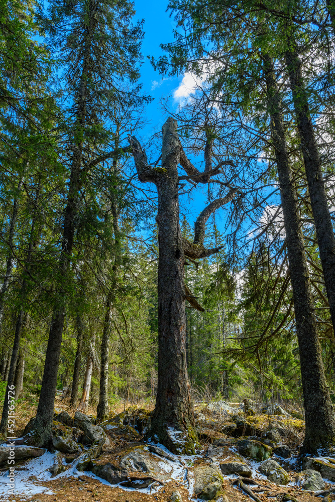 Obraz premium South Ural forest with a unique landscape, vegetation and diversity of nature in spring.