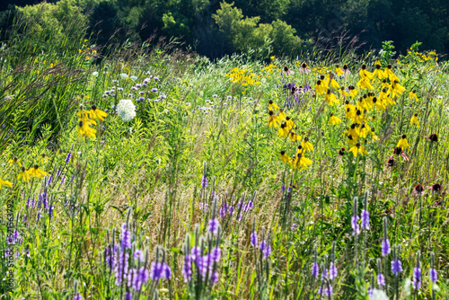 Fototapeta Naklejka Na Ścianę i Meble -  A view of meadow filled with butterfly attracting flowers.  Meadow located in Waukesha Counnty, Wisconsin.