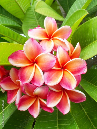 frangipani plumeria flowers for background.