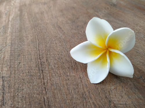 Plumeria flowers laid on wooden planks for background.