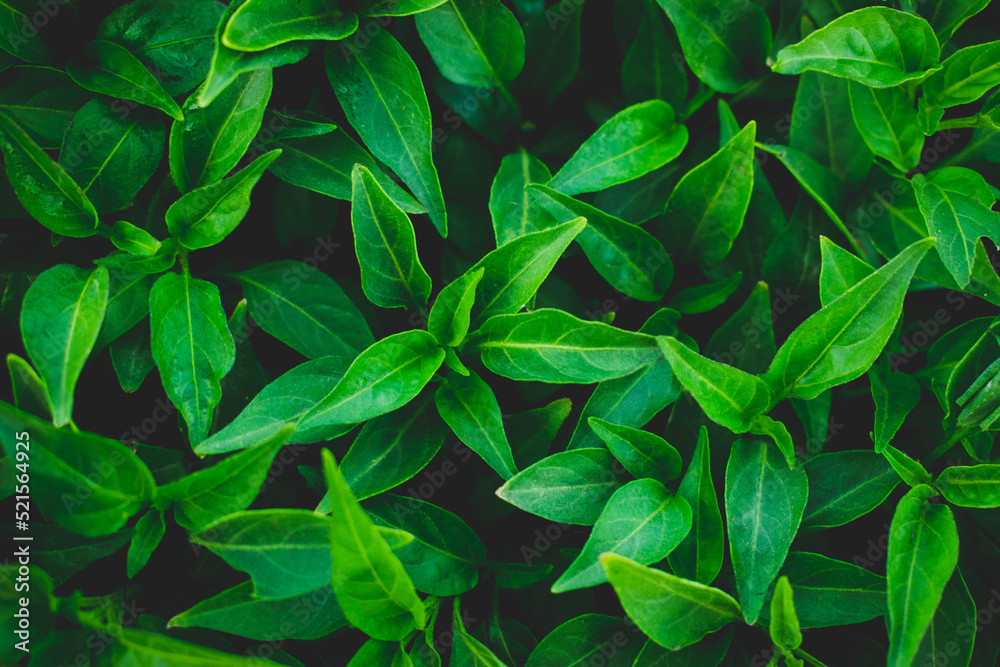 Fototapeta premium Green leaf texture,Leaf texture background.Natural background of green leaves.Green leaves pattern background.