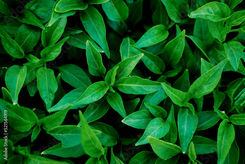 Green leaf texture,Leaf texture background.Natural background of green leaves.Green leaves pattern background. © Su_prasert