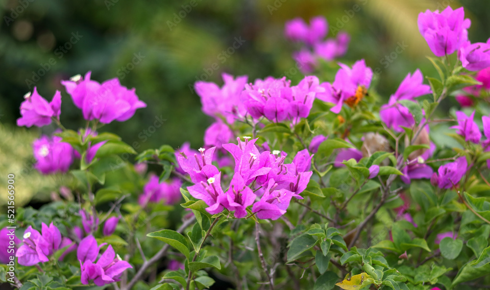 A Beautiful cluster of Bougainvillea or Buttiana flowers in bright pink colors grown in tropical climates of India.
