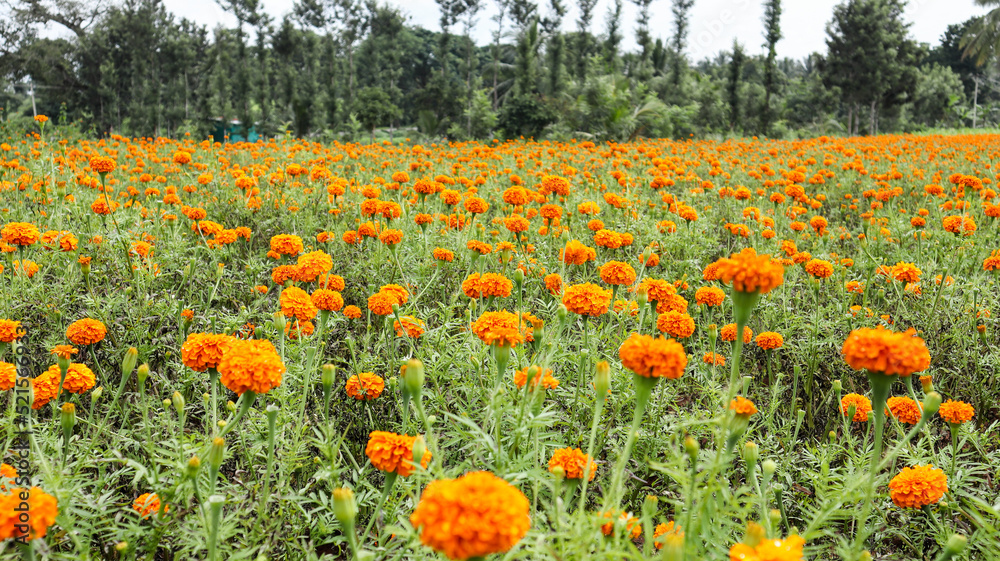 A Classic view of the Marigold flower in bright orange colors cultivated in an agricultural field near Coorg, India.