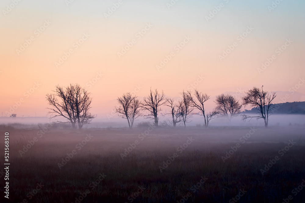 Foggy Winter Morning in the Field