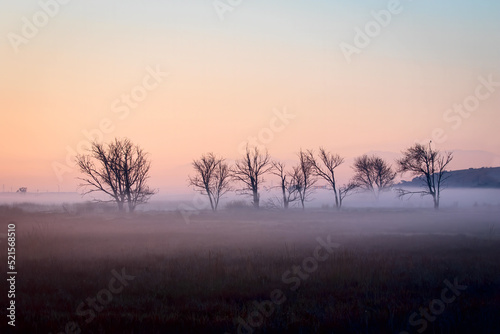 Foggy Winter Morning in the Field