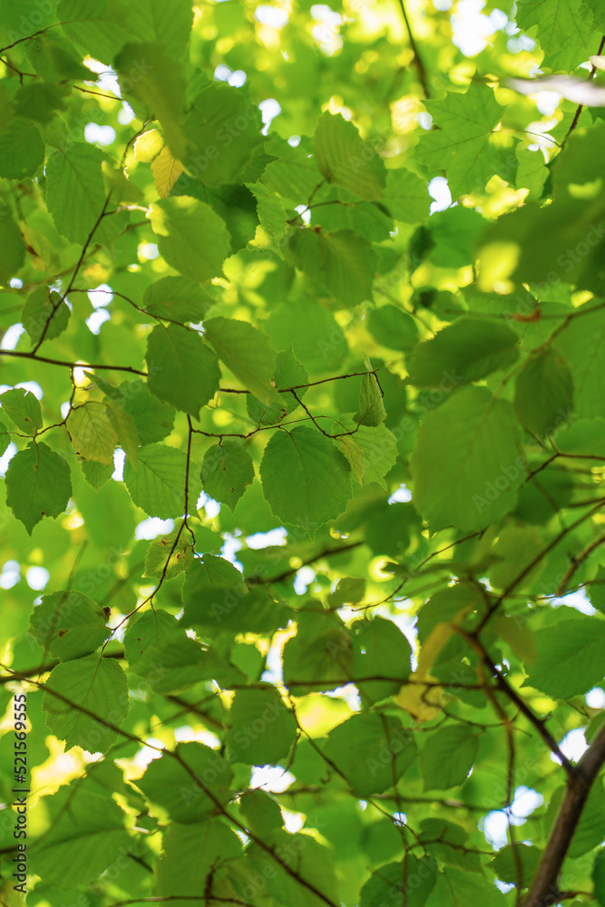 Green fresh leaf on tree isolated,against white sky.