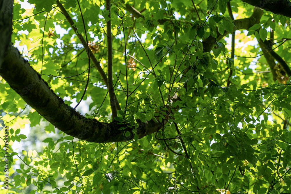 Fototapeta premium Green fresh leaf on tree isolated,against white sky.