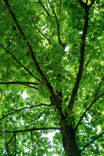 Green fresh leaf on tree isolated,against white sky. © omar