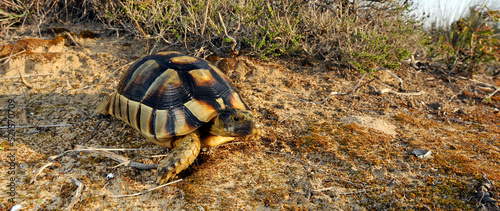 Marginated tortoise // Breitrandschildkröte (Testudo marginata) - Peloponnese, Greece photo