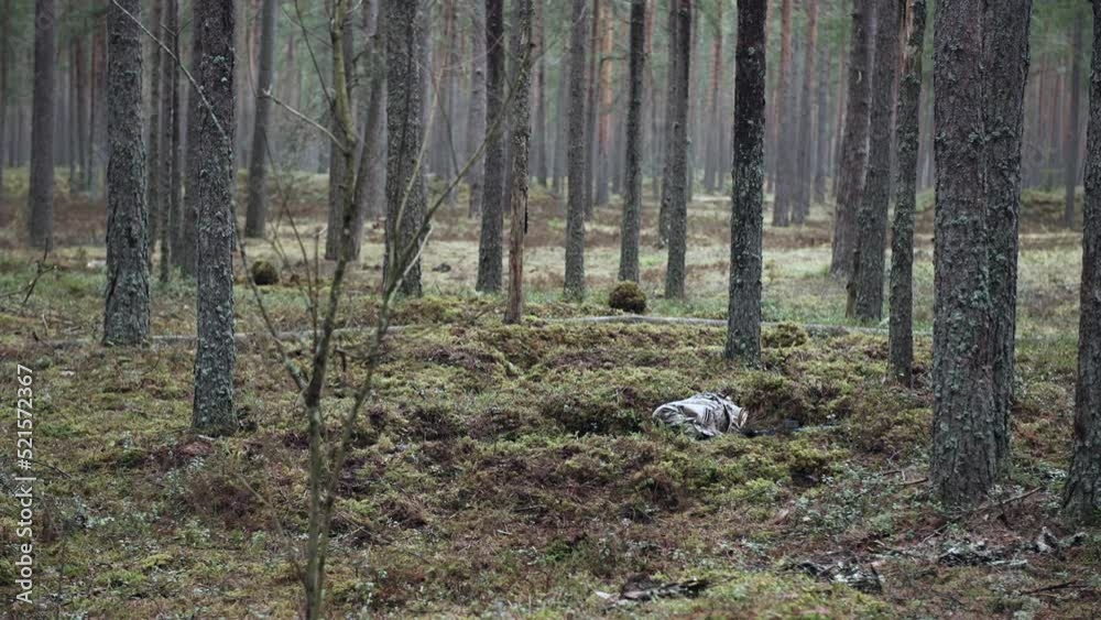 Soldiers prepare a trench in a pine forest. Preparing for the attack. Soldiers prepare a trench in a pine forest. Preparing for the attack.