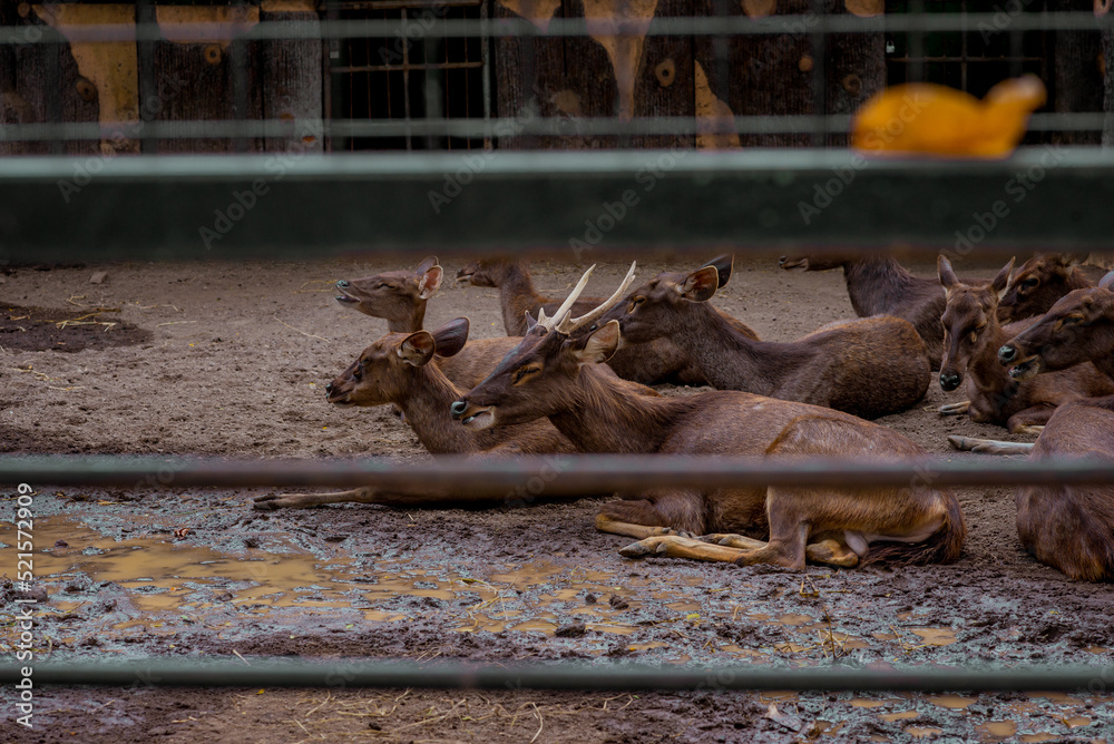 A collection of deer in captivity
