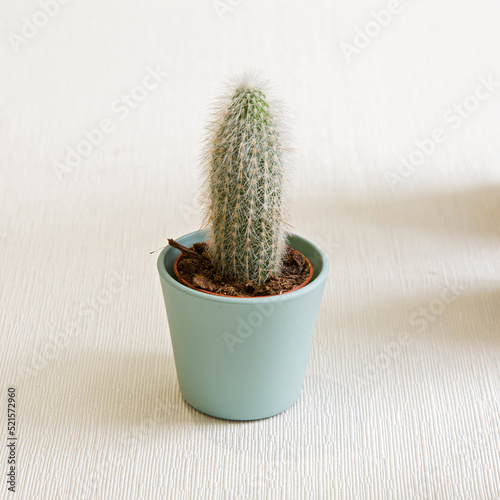 Cactus photo