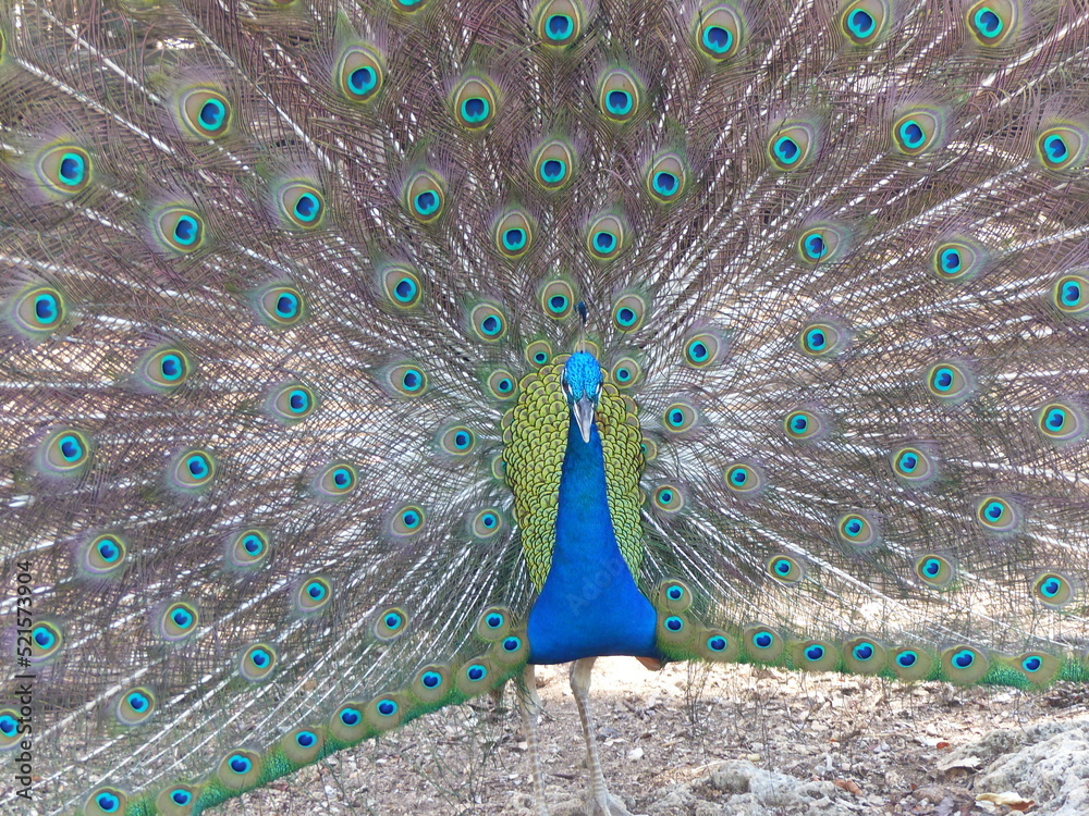 Obraz premium A beautiful peacock