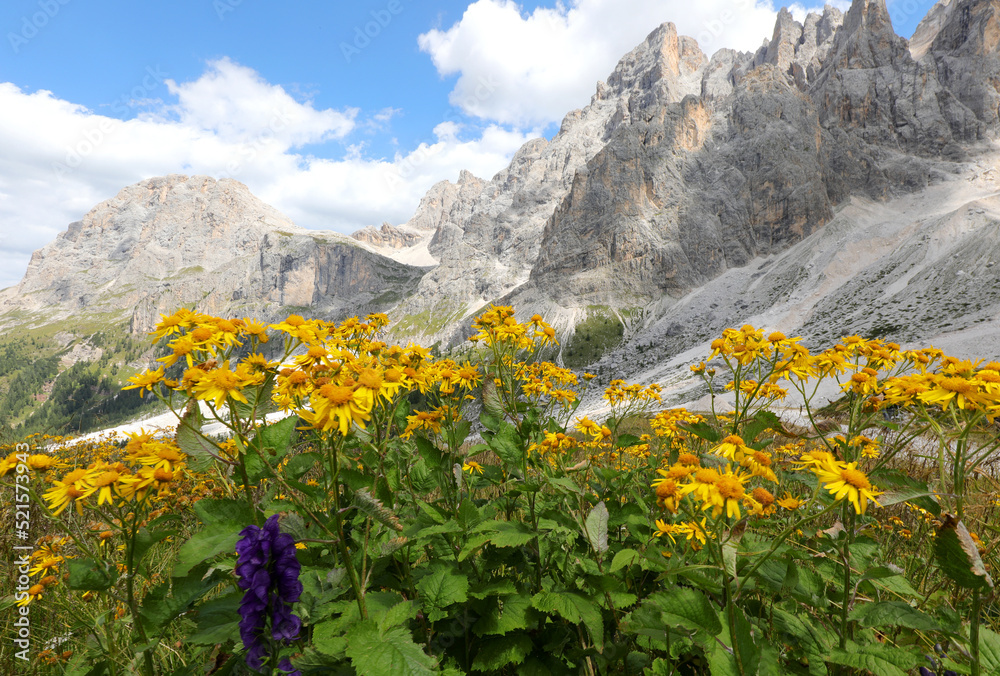 Arnica montana or mountain arnica is a yellow flower used in medicine and the Alps mountains