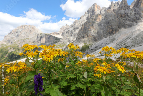 Arnica montana or mountain arnica is a yellow flower used in medicine and the Alps mountains photo