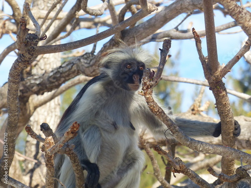 Monkeys in tree