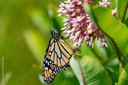 A monarch butterfly feeds on a common milkweed bloom in a meadow located in Waukesha County, Wisconsin. photo