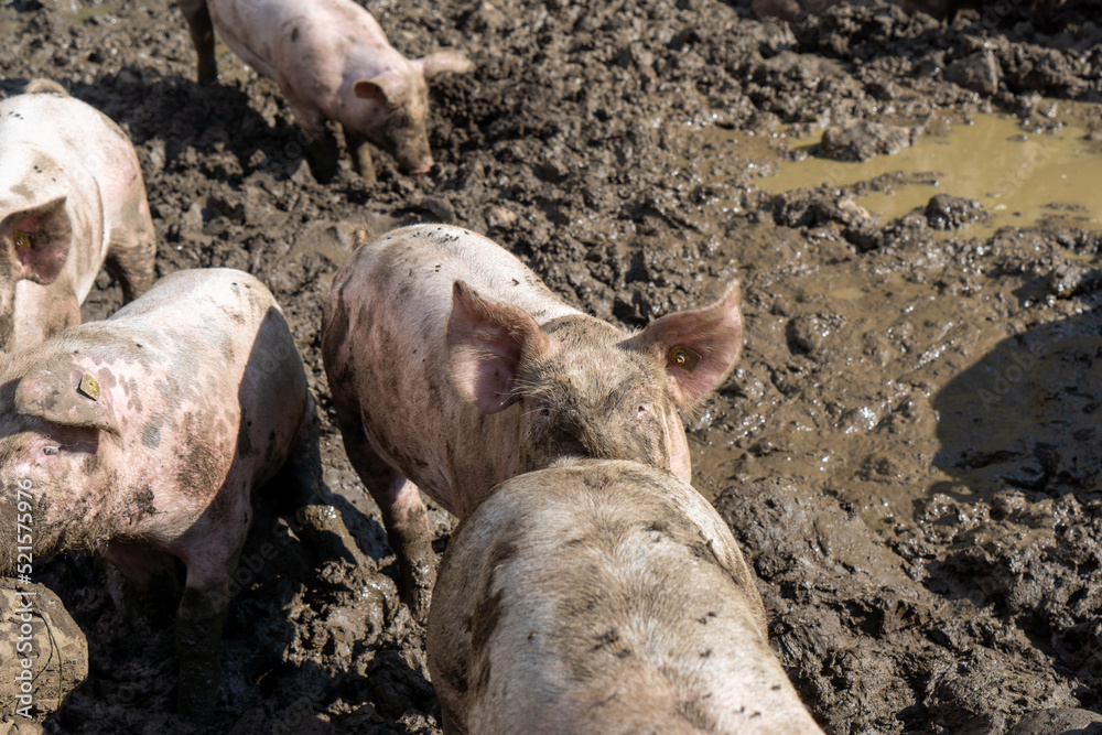 Schweine auf der Alp der Schweiz Schweine auf der Alp der Schweiz