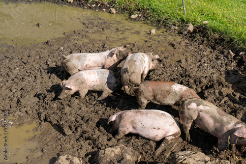 Schweine auf der Alp der Schweiz