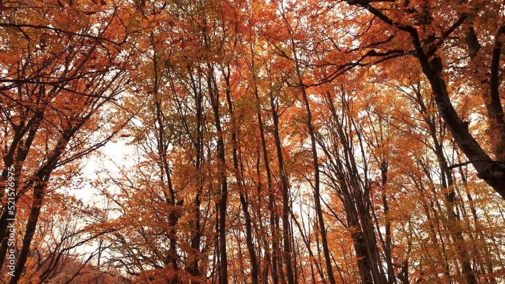 Autumn leaf fall in the beech forest. Orange brown trees in bright sunlight. The concept of golden autumn, the onset of cold weather. A walk through the autumn forest. Alone with colorful nature Autumn leaf fall in the beech forest. Orange brown trees in bright sunlight. The concept of golden autumn, the onset of cold weather. A walk through the autumn forest. Alone with colorful nature