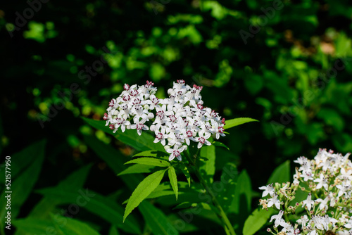 Many delicate small white flowers of Sambucus ebulus plant, known as danewort, dane weed, danesblood, dwarf elder, walewort, elderberry,elderwort or blood hilder, in a forest in a sunny summer day. photo