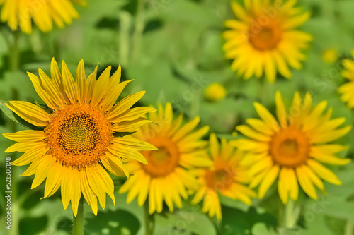                      Sunflower   