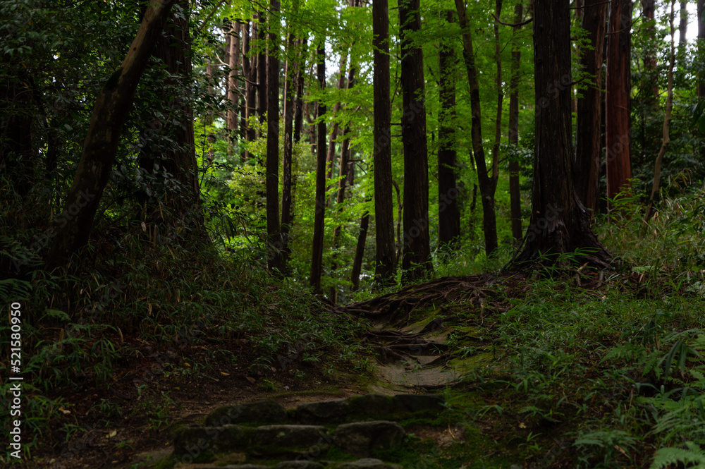 Obraz premium 雨上がりの森の小道