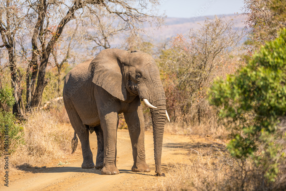 A male elephant, bull ( Loxodonta africana) on the move, Hluhluwe – imfolozi Game Reserve, South Africa.