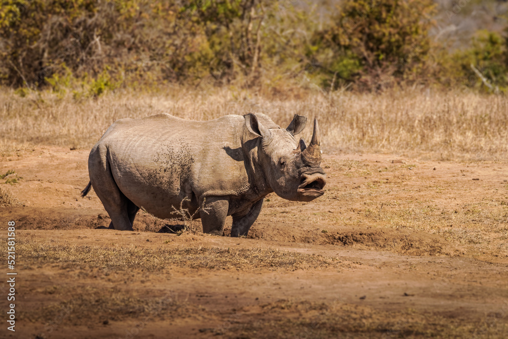 White rhinoceros (Ceratotherium simum), Hluhluwe – imfolozi Game Reserve, South Africa. White rhinoceros (Ceratotherium simum), Hluhluwe – imfolozi Game Reserve, South Africa.