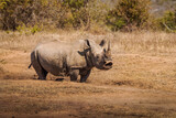White rhinoceros (Ceratotherium simum), Hluhluwe – imfolozi Game Reserve, South Africa.